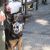 A picture of a young police dog wearing a scary mask