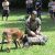 A picture of a police officer and his K-9 partner taking down a bad guy